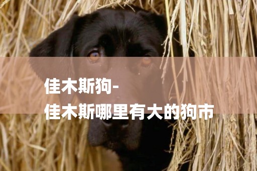 佳木斯狗-
佳木斯哪里有大的狗市