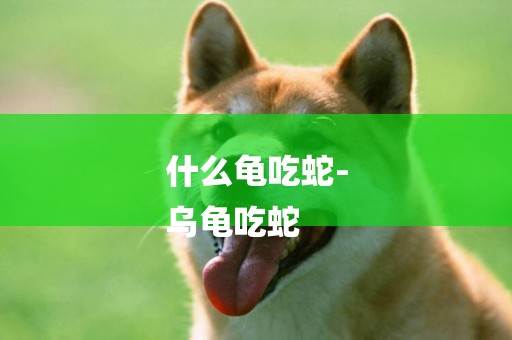 什么龜吃蛇-
烏龜吃蛇