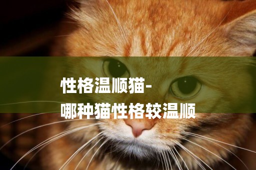 性格溫順貓-
哪種貓性格較溫順