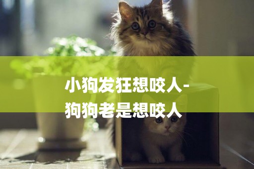 小狗發狂想咬人-
狗狗老是想咬人
