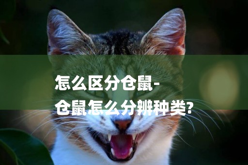 怎么區分倉鼠-
倉鼠怎么分辨種類?