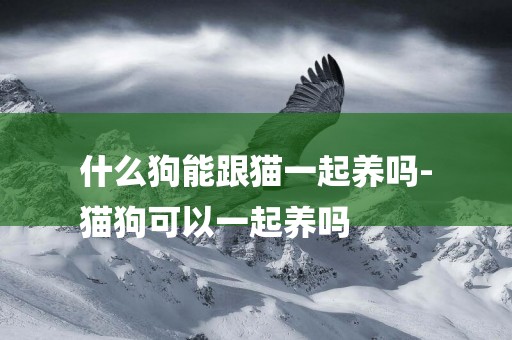 什么狗能跟貓一起養嗎-
貓狗可以一起養嗎