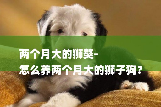 兩個月大的獅獒-
怎么養兩個月大的獅子狗？