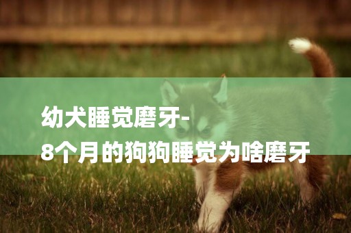 幼犬睡覺磨牙-
8個月的狗狗睡覺為啥磨牙