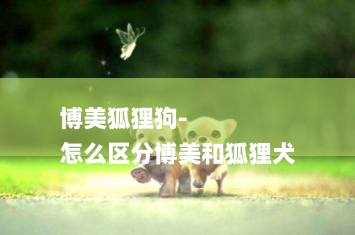 博美狐貍狗-
怎么區分博美和狐貍犬