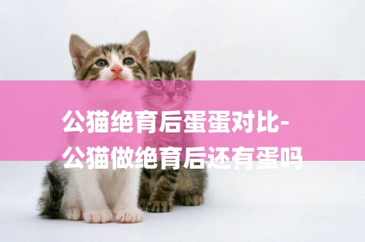 公貓絕育后蛋蛋對比-
公貓做絕育后還有蛋嗎