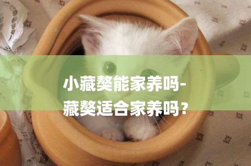 小藏獒能家養嗎-
藏獒適合家養嗎？