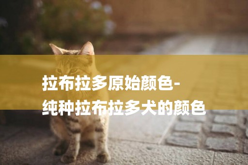 拉布拉多原始顏色-
純種拉布拉多犬的顏色