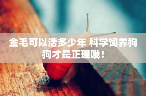 金毛可以活多少年 科學飼養狗狗才是正理哦！