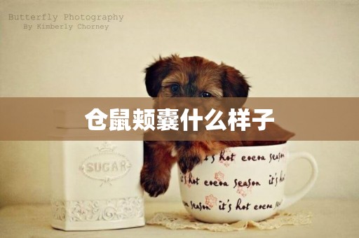 倉鼠頰囊什么樣子