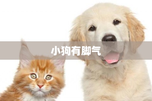 小狗有腳氣