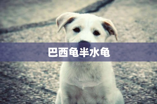 巴西龜半水龜