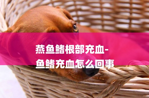燕魚鰭根部充血-
魚鰭充血怎么回事
