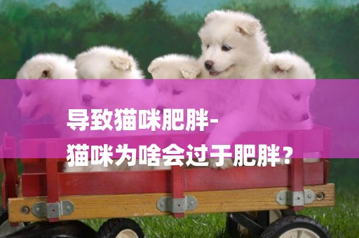 導致貓咪肥胖-
貓咪為啥會過于肥胖？