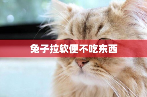 兔子拉軟便不吃東西