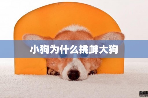 小狗為什么挑釁大狗
