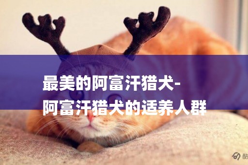 最美的阿富汗獵犬-
阿富汗獵犬的適養人群