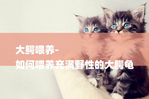 大鱷喂養-
如何喂養充滿野性的大鱷龜