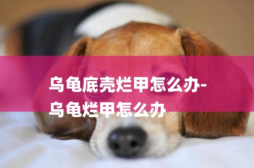 烏龜底殼爛甲怎么辦-
烏龜爛甲怎么辦