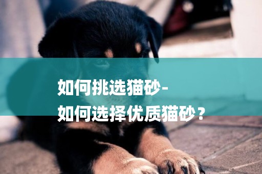 如何挑選貓砂-
如何選擇優質貓砂？