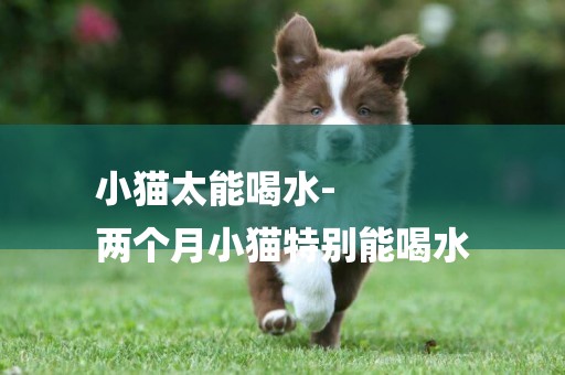 小貓太能喝水-
兩個月小貓特別能喝水