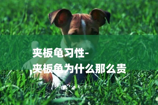 夾板龜習性-
夾板龜為什么那么貴