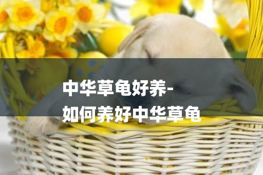 中華草龜好養-
如何養好中華草龜