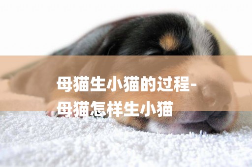 母貓生小貓的過程-
母貓怎樣生小貓