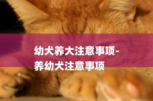 幼犬養大注意事項-
養幼犬注意事項