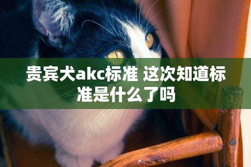 貴賓犬akc標準 這次知道標準是什么了嗎