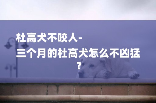 杜高犬不咬人-
三個月的杜高犬怎么不兇猛？
