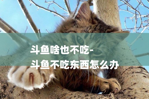 斗魚啥也不吃-
斗魚不吃東西怎么辦