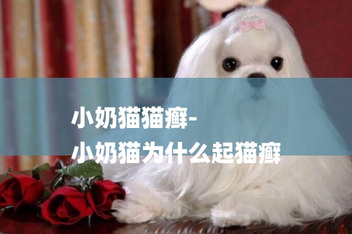 小奶貓貓癬-
小奶貓為什么起貓癬