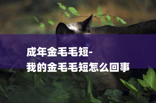 成年金毛毛短-
我的金毛毛短怎么回事