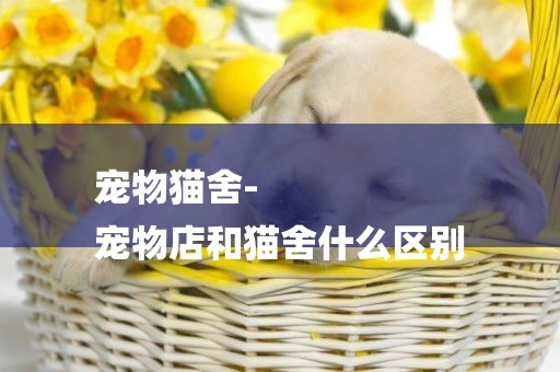 寵物貓舍-
寵物店和貓舍什么區別