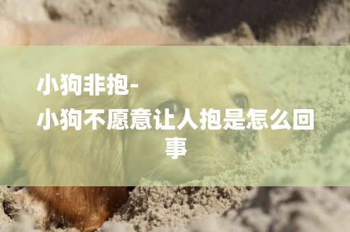 小狗非抱-
小狗不愿意讓人抱是怎么回事