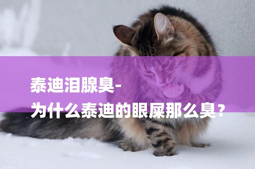 泰迪淚腺臭-
為什么泰迪的眼屎那么臭？