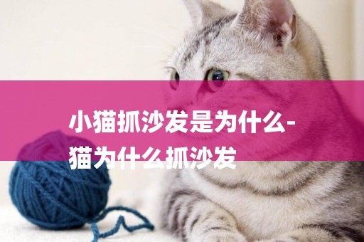 小貓抓沙發是為什么-
貓為什么抓沙發