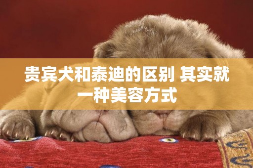 貴賓犬和泰迪的區別 其實就一種美容方式