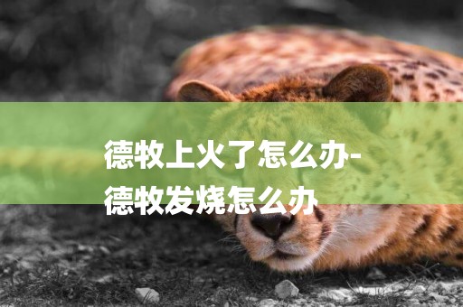 德牧上火了怎么辦-
德牧發燒怎么辦