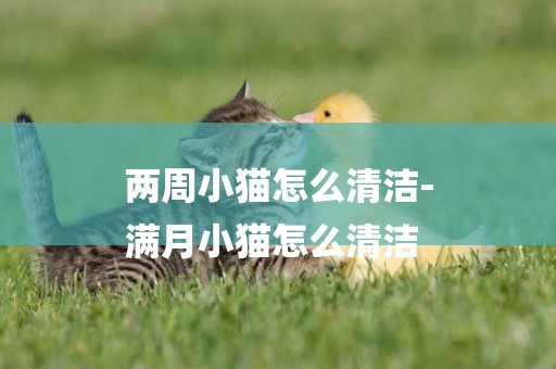 兩周小貓怎么清潔-
滿月小貓怎么清潔