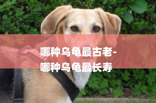 哪種烏龜最古老-
哪種烏龜最長壽