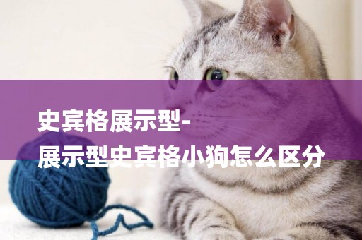 史賓格展示型-
展示型史賓格小狗怎么區分