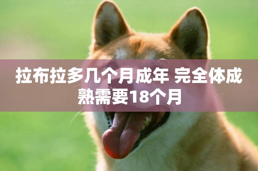 拉布拉多幾個月成年 完全體成熟需要18個月