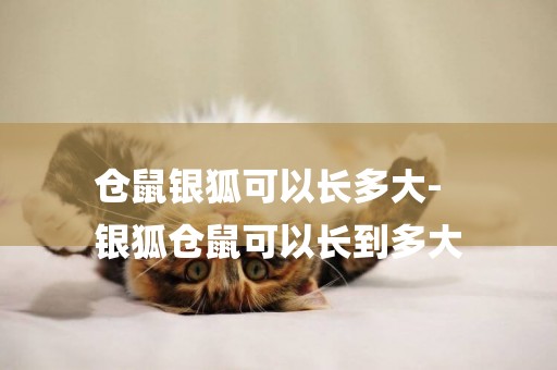 倉鼠銀狐可以長多大-
銀狐倉鼠可以長到多大