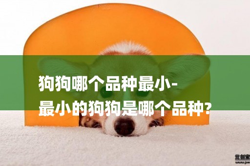 狗狗哪個品種最小-
最小的狗狗是哪個品種?