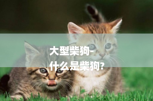 大型柴狗-
什么是柴狗?