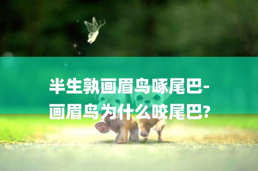 半生孰畫眉鳥啄尾巴-
畫眉鳥為什么咬尾巴?