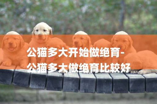 公貓多大開始做絕育-
公貓多大做絕育比較好