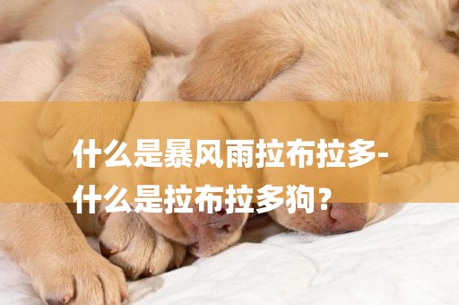 什么是暴風雨拉布拉多-
什么是拉布拉多狗？